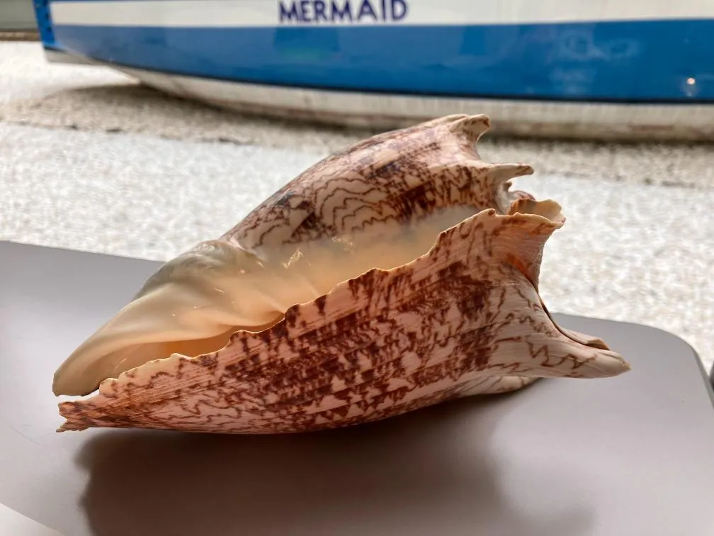 西宮市貝類館 大きな巻貝