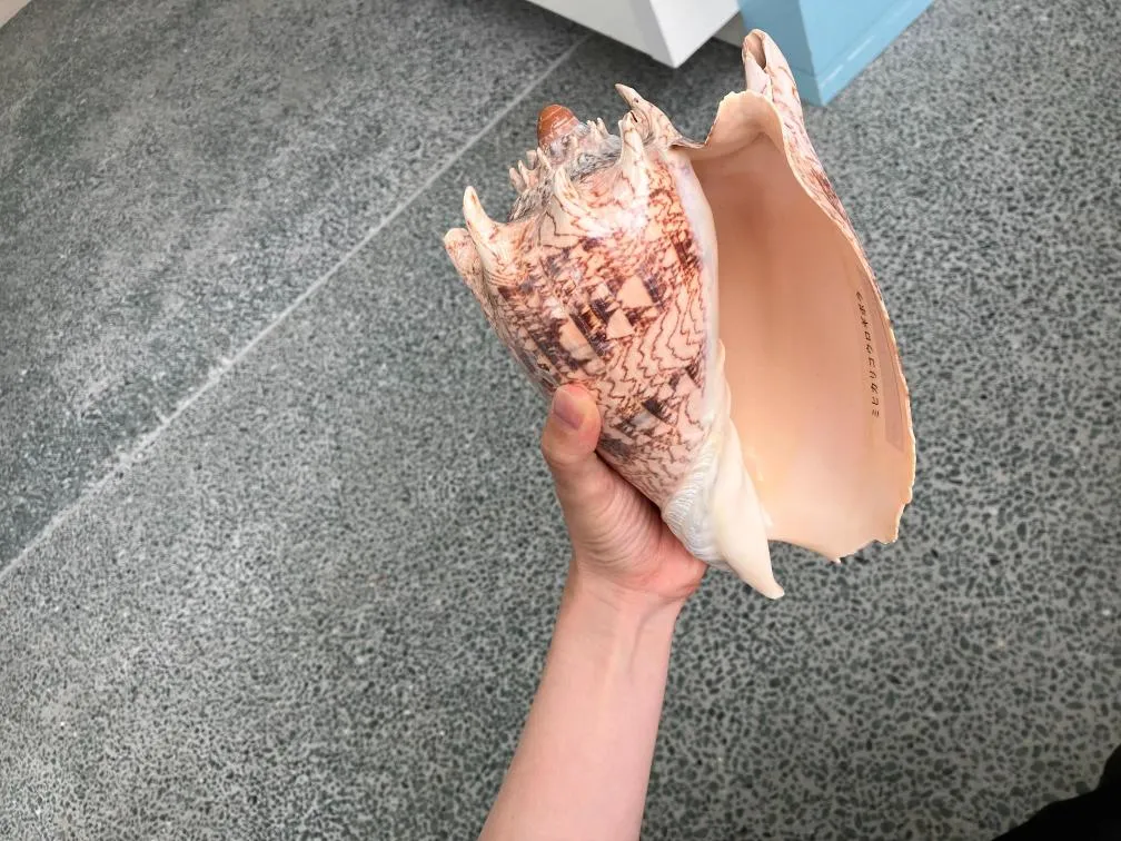 西宮市貝類館 大きな巻貝