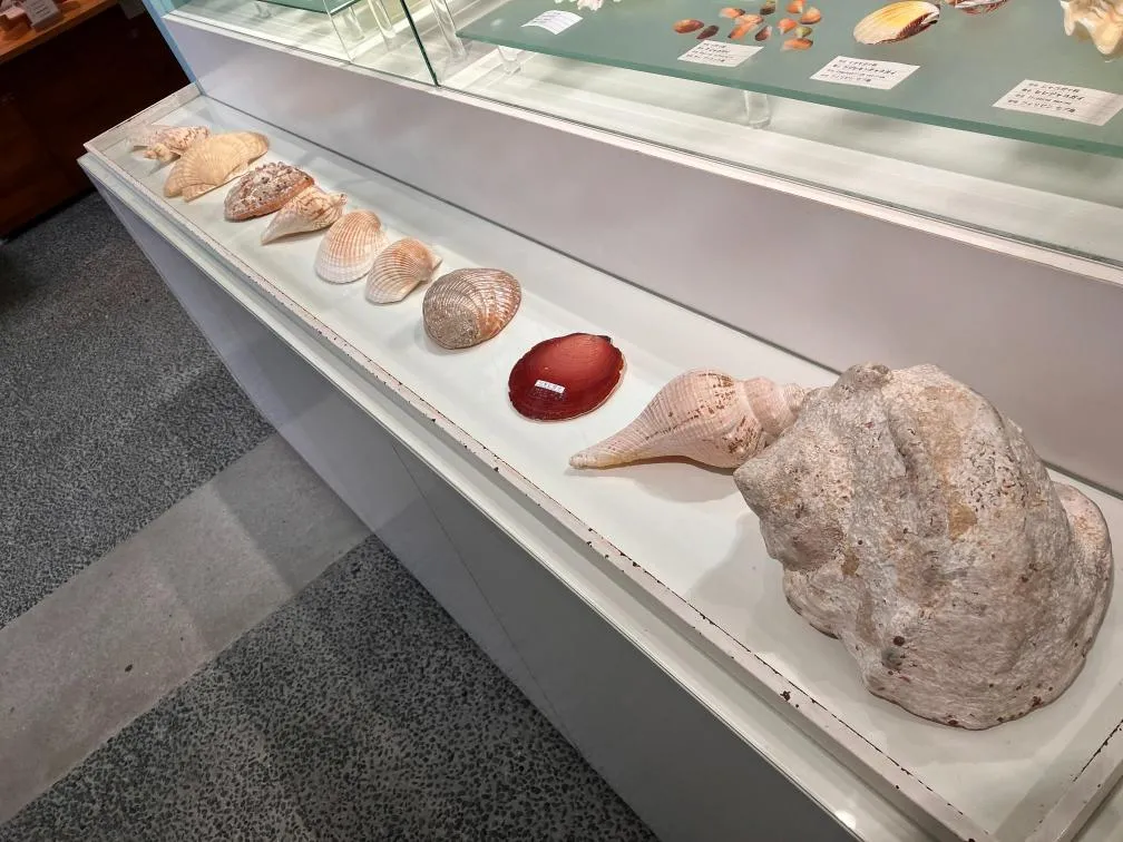 西宮市貝類館 展示