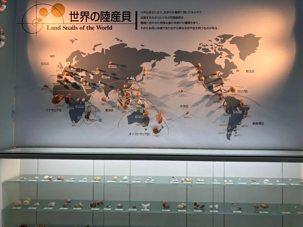 西宮市貝類館 「世界の陸産貝」