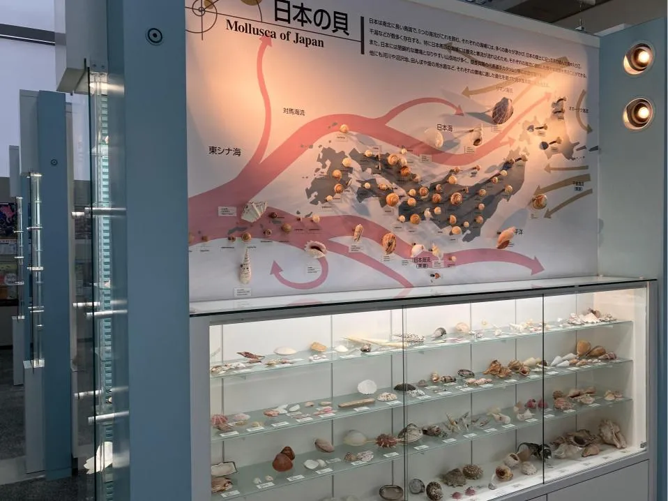 西宮市貝類館 「日本の貝」