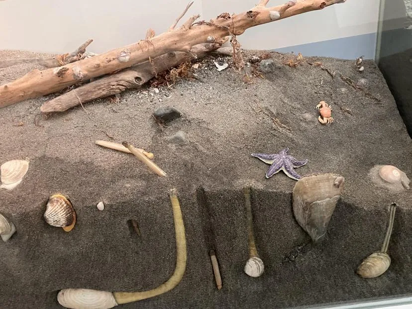 西宮市貝類館 「海にすむ貝類」