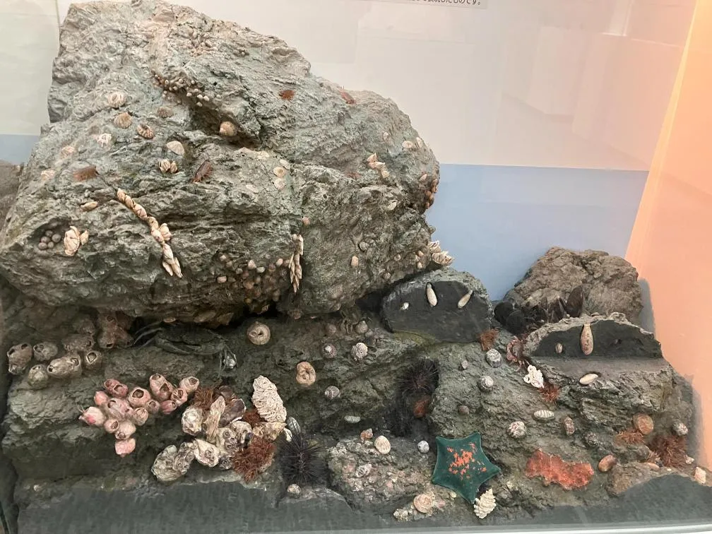 西宮市貝類館 「海にすむ貝類」