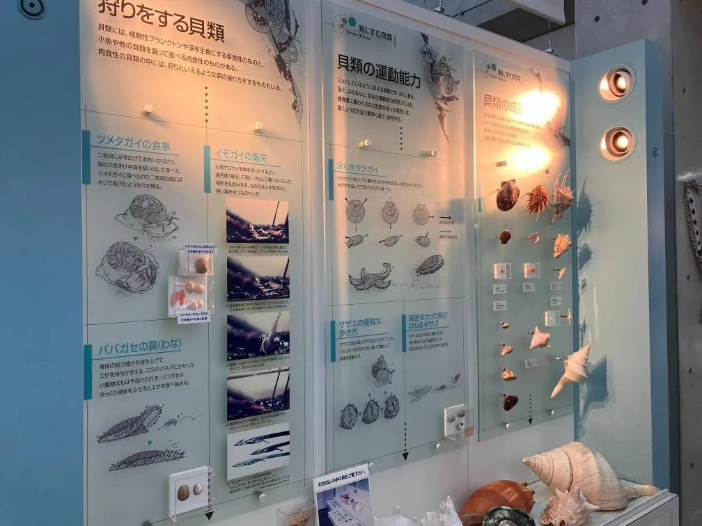 西宮市貝類館 パネル展示
