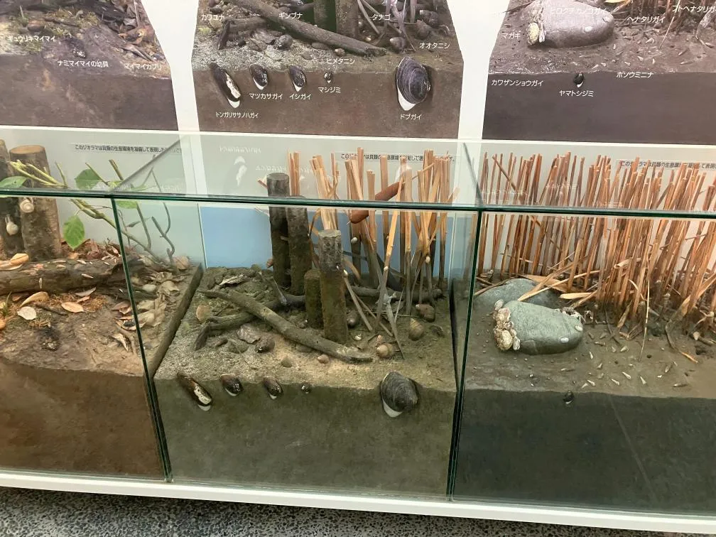 西宮市貝類館 「陸・川・池にすむ貝」