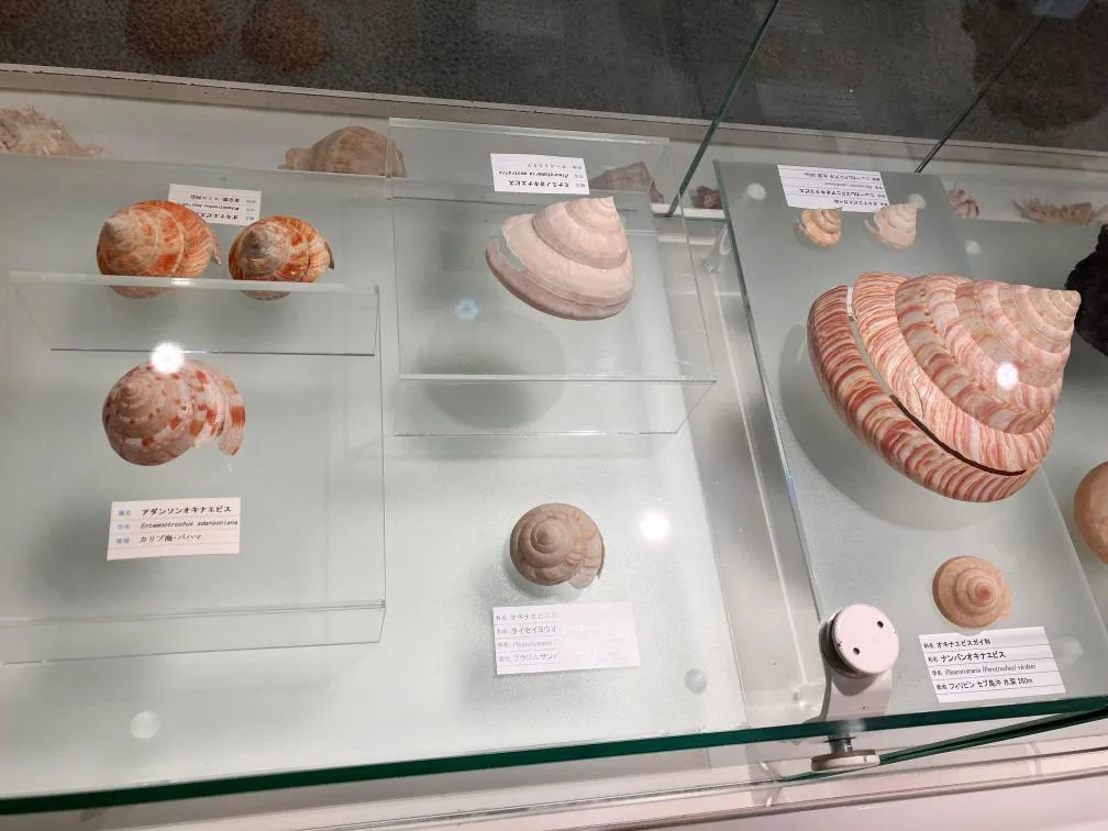 西宮市貝類館 展示