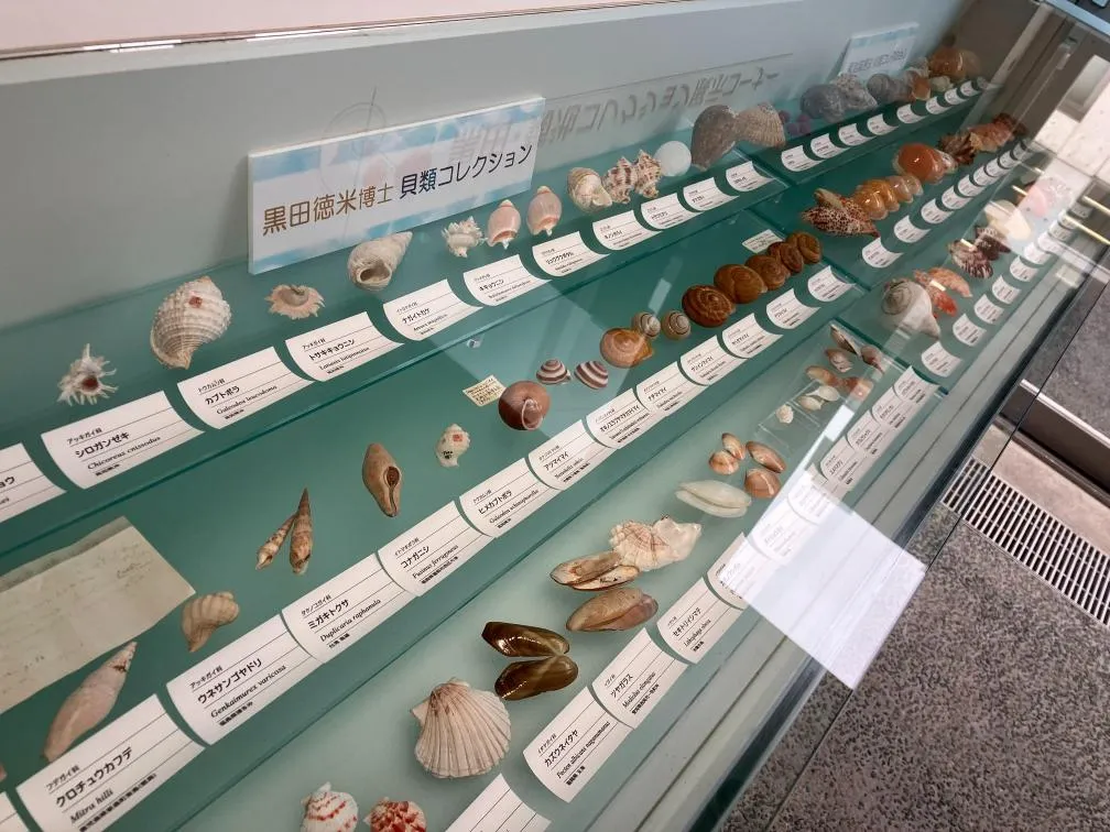 西宮市貝類館 黒田徳米博士コレクション