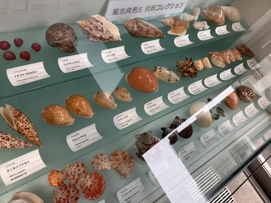 西宮市貝類館 菊池典男氏コレクション