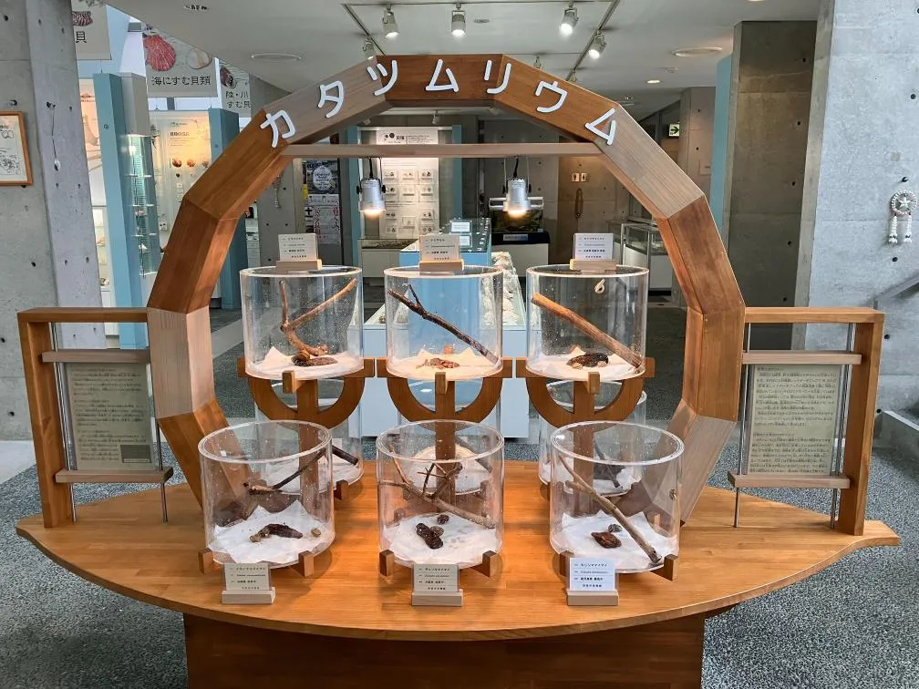 西宮市貝類館 カタツムリウム