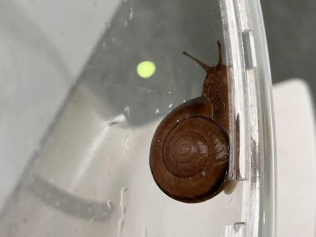 西宮市貝類館 カタツムリ
