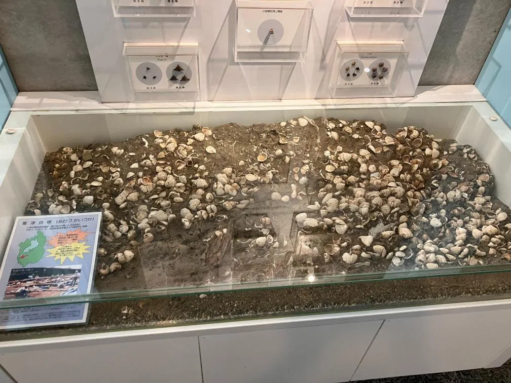 西宮市貝類館 「粟津貝塚」剥離標本