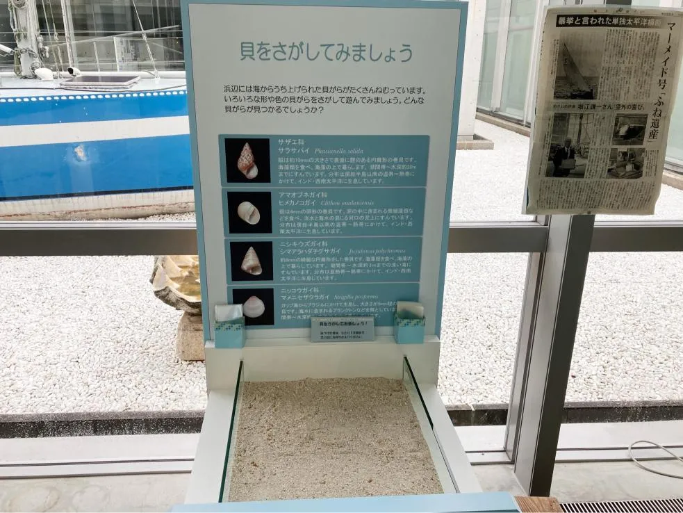 西宮市貝類館 貝殻を探せるコーナー