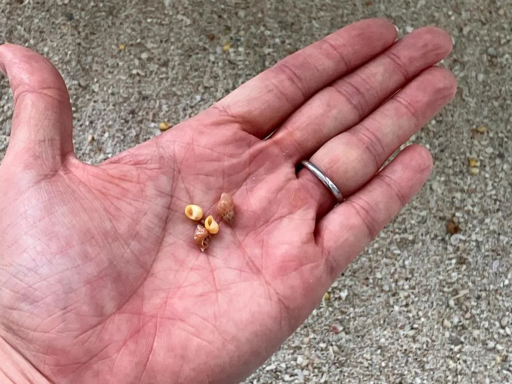 西宮市貝類館 貝殻を探せるコーナー