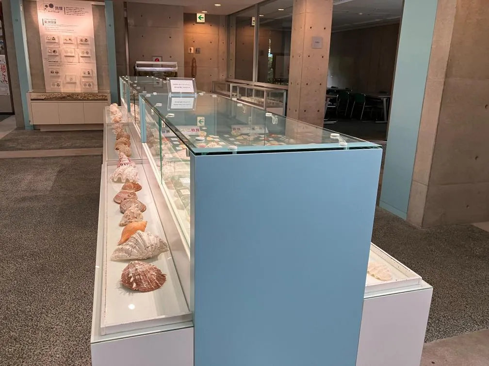 西宮市貝類館 展示