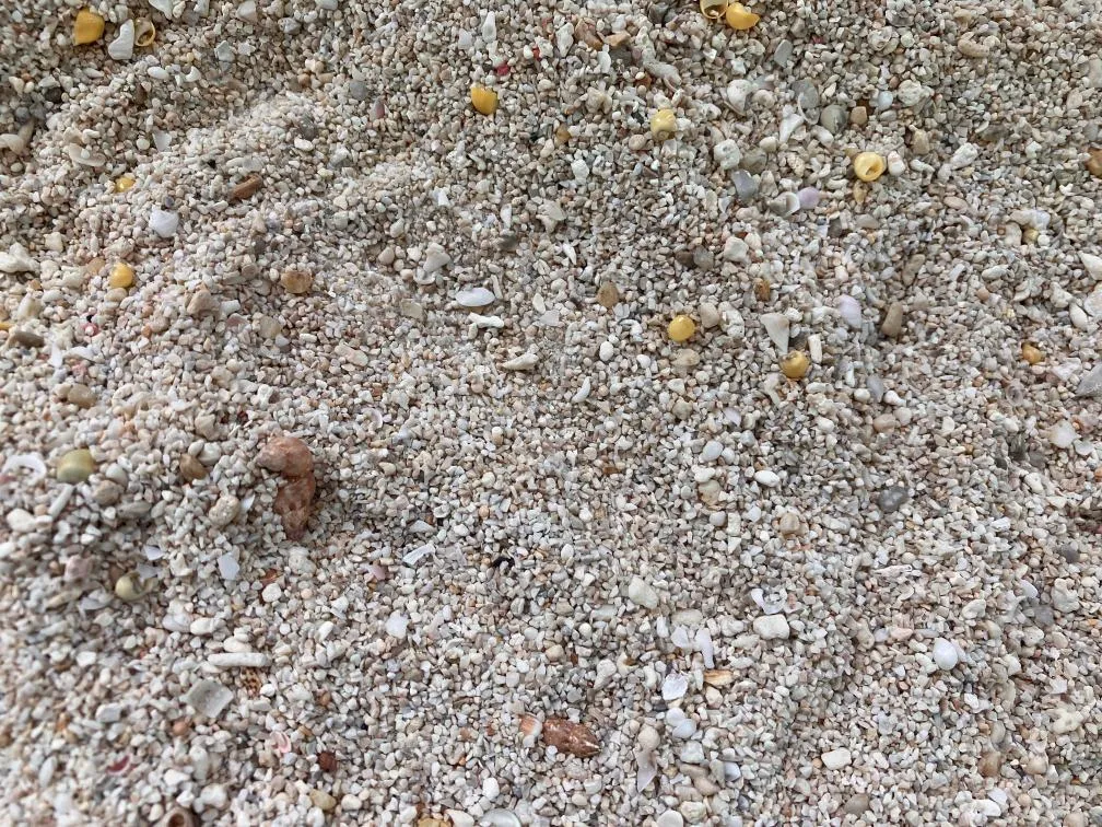 西宮市貝類館 貝殻を探せるコーナー