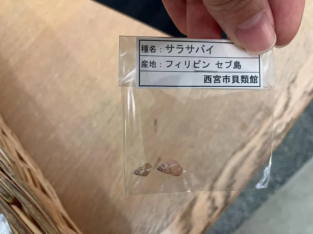 西宮市貝類館 お土産フィリピンセブ島のサラサバイ