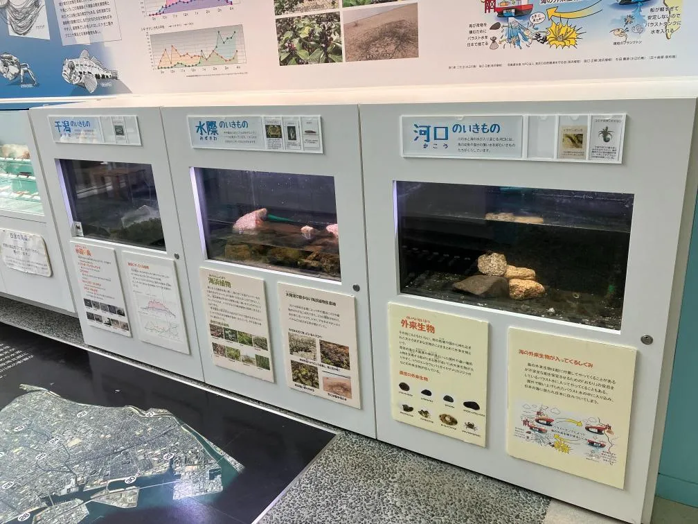 西宮市貝類館 展示