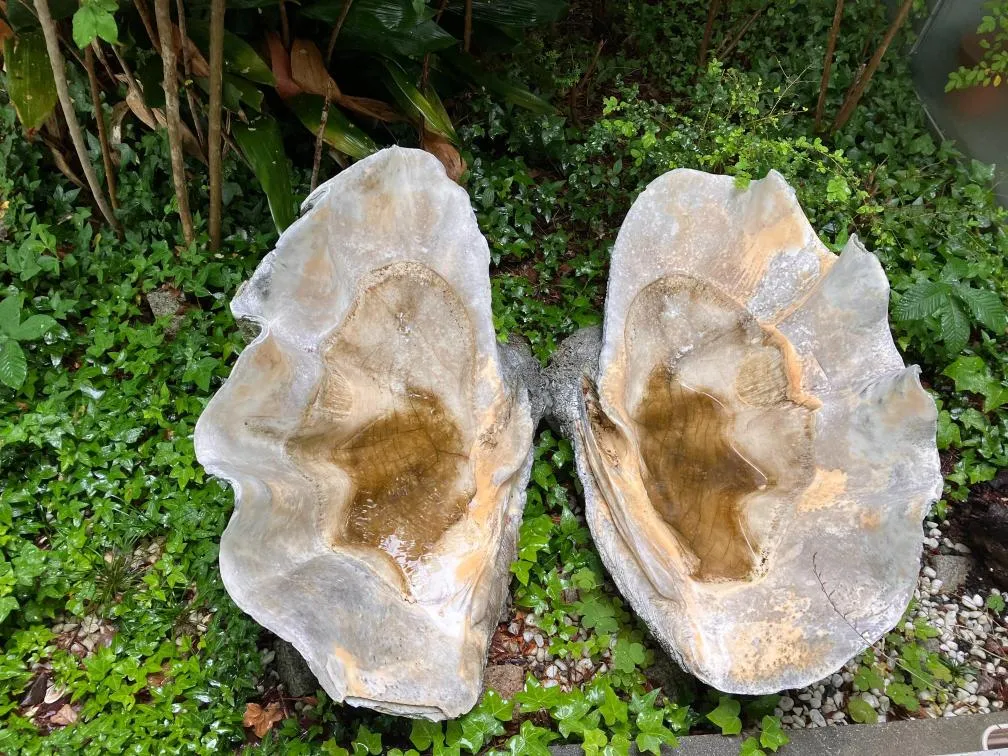 西宮市貝類館 オオシャコガイ