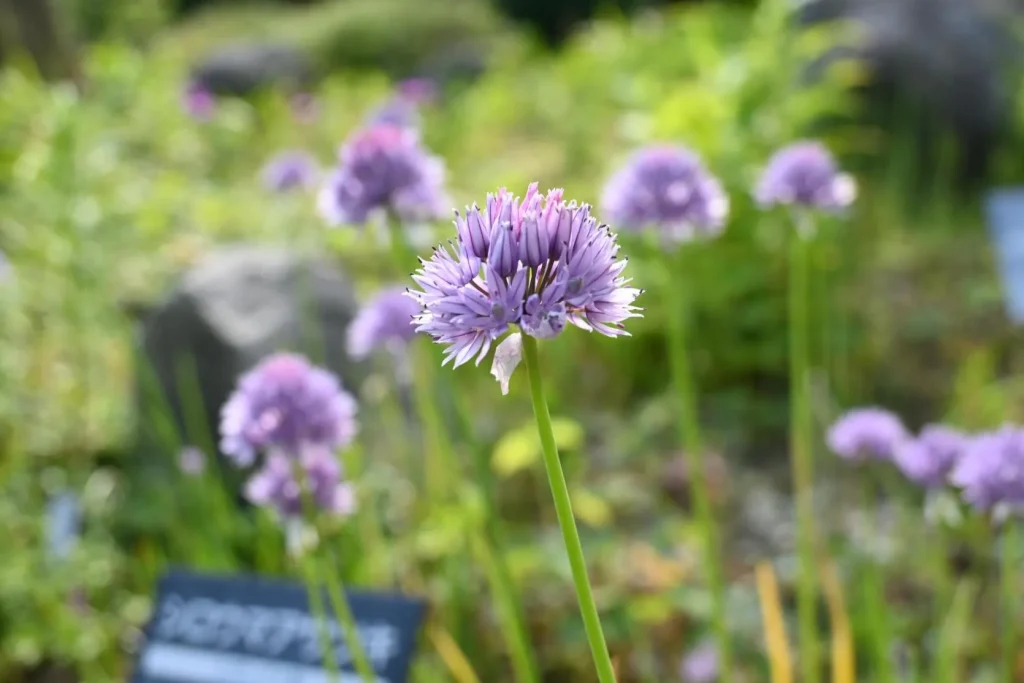 六甲高山植物園　日本区