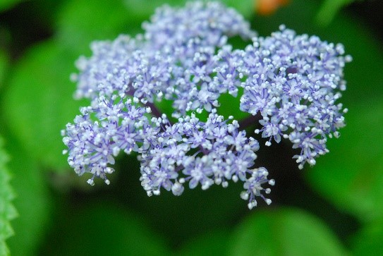 六甲高山植物園で、甘い香りを放つ「コアジサイ」が見頃。関西の紫陽花の名所