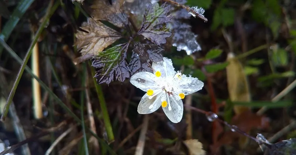 六甲高山植物園　バイカオウレン
