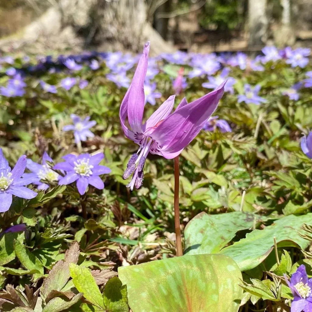 六甲高山植物園　カタクリ
