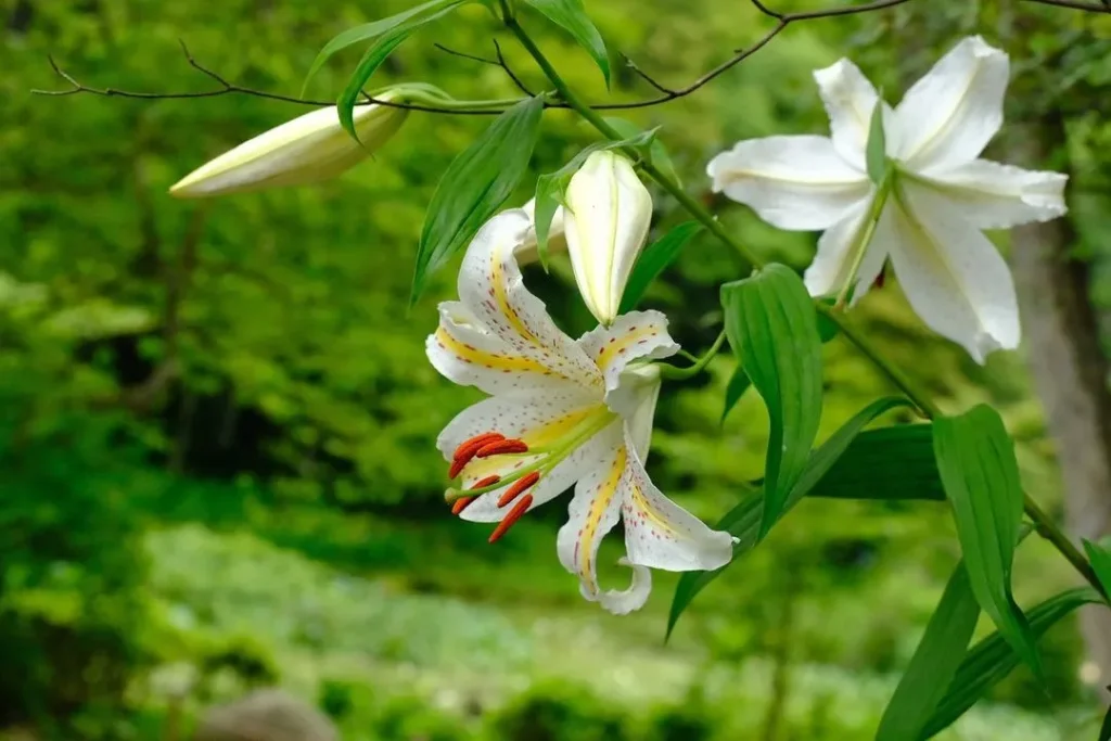 六甲高山植物園　ヤマユリ