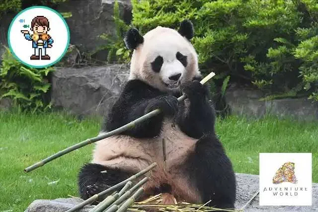 アドベンチャーワールド×さかなのおにいさん かわちゃん「ジャイアントパンダはなぜかわいい? 飼育スタッフが見るパンダの魅力を探ろう!」