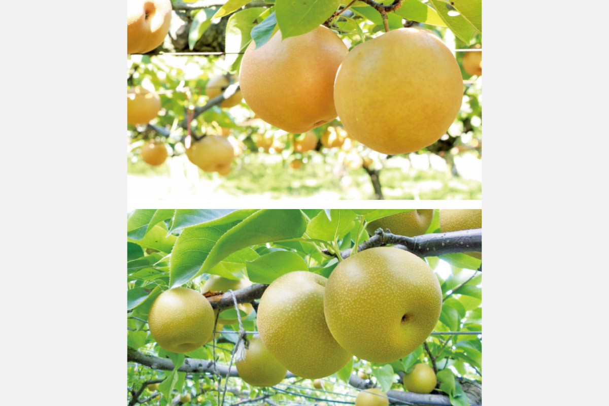 鳥取の老舗農園の梨2種を食べ比べ！限定50セット！「新興梨」「甘太梨」をSポイントと交換しよう。10月7日（月）まで