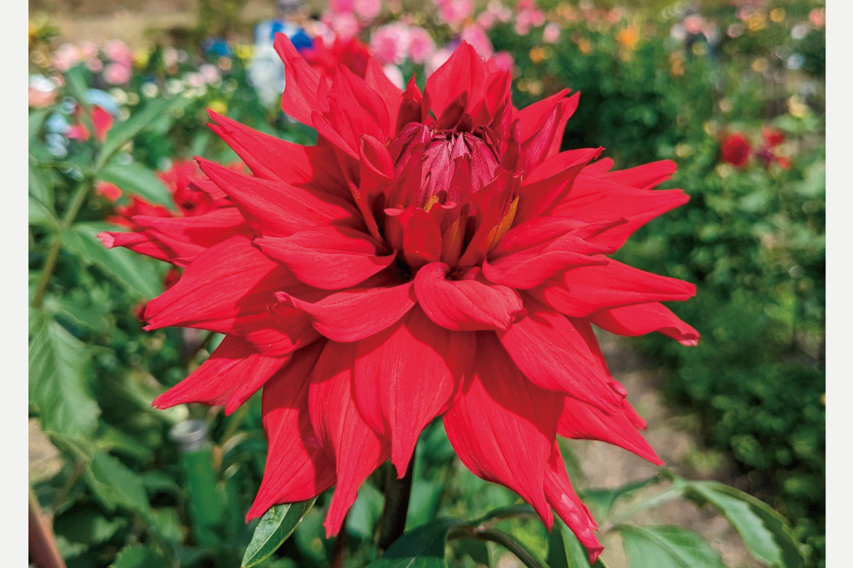 のせでん第1木曜ハイキング10月3日（木）開催！日本一の里山・黒川を眺めながら山歩き「大堂越から野間の大ケヤキ・ありなしの道コース」