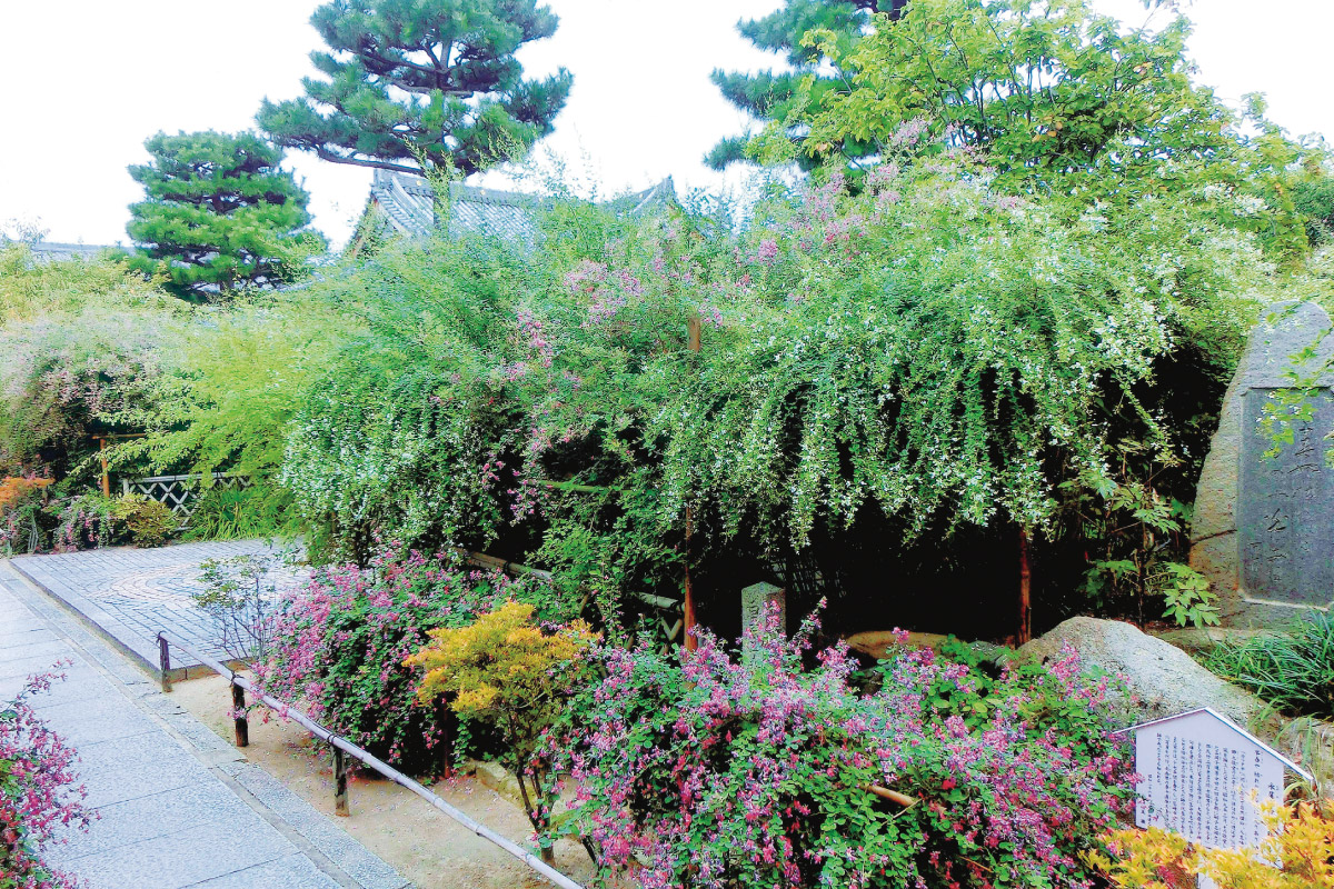 萩の花の最盛期に境内で行う祭事。豊中・萩の寺 東光院「萩まつり道了祭」9月19日（金）～24日（水）
