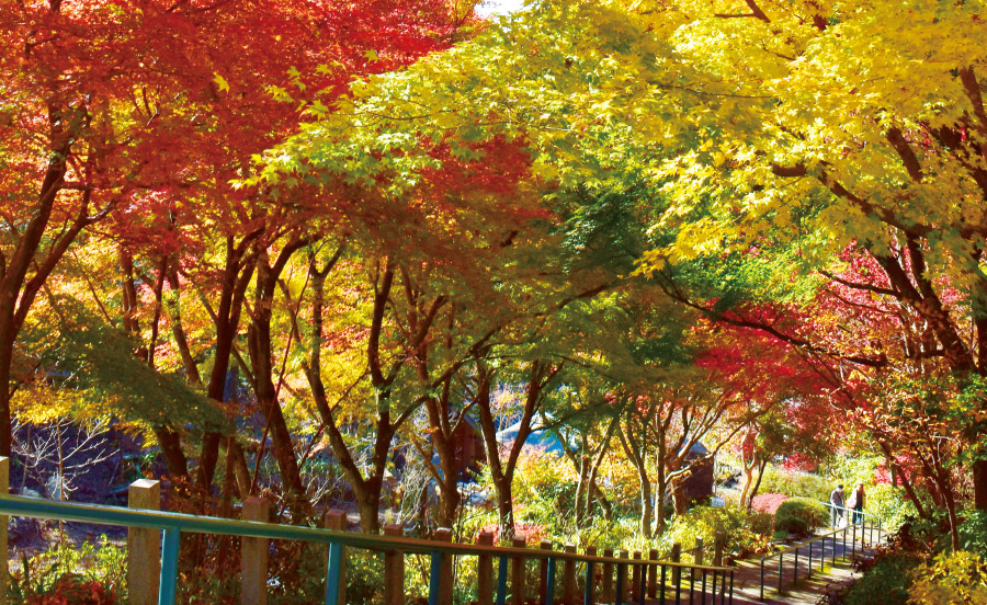 ＜神戸線編＞阪急沿線の秋景色をめぐる。阪急沿線で紅葉ハイキングを楽しもう【TOKK2024年11月号】