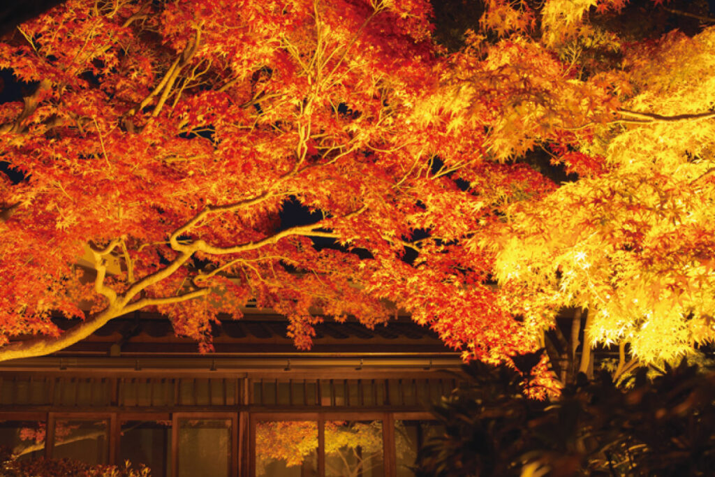 須磨離宮公園も紅葉ライトアップ