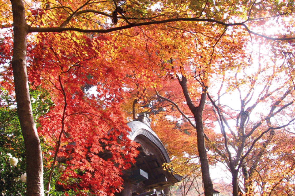 瑞宝寺公園の紅葉