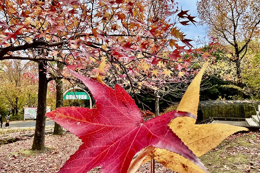 秋の自然学習館