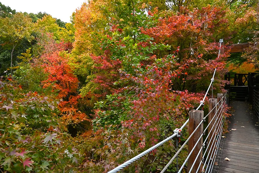 紅葉した秋のソラード