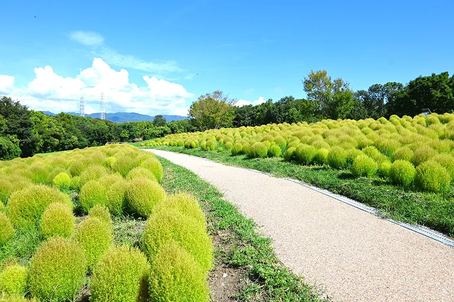 自然文化園花の丘　夏のコキア