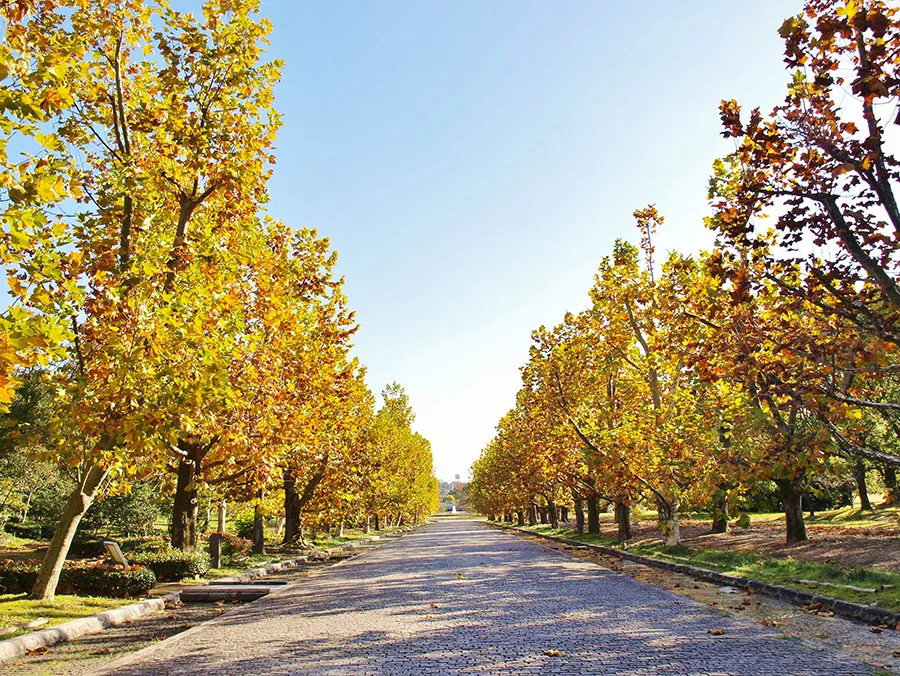 プラタナス並木の様子