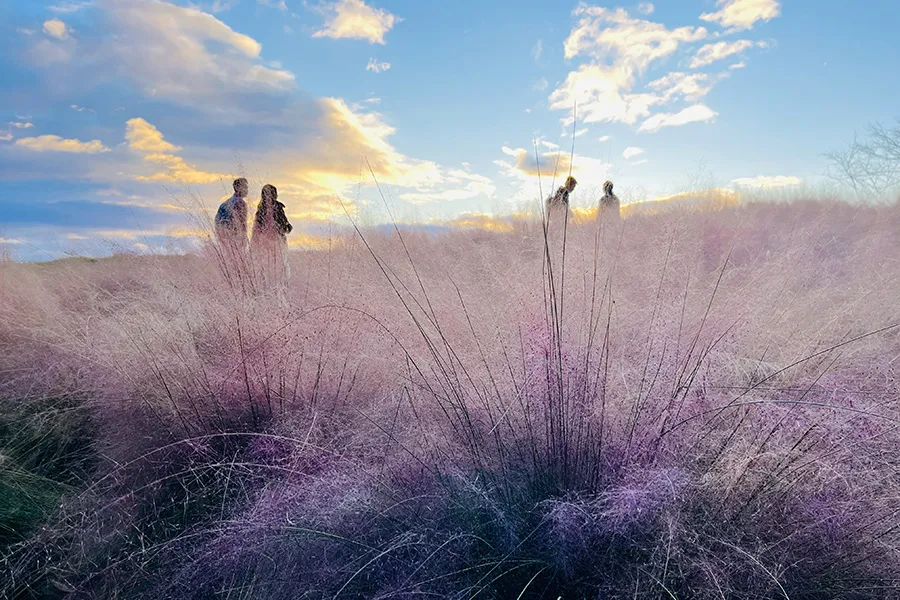 晩秋の花の丘に咲くミューレン
