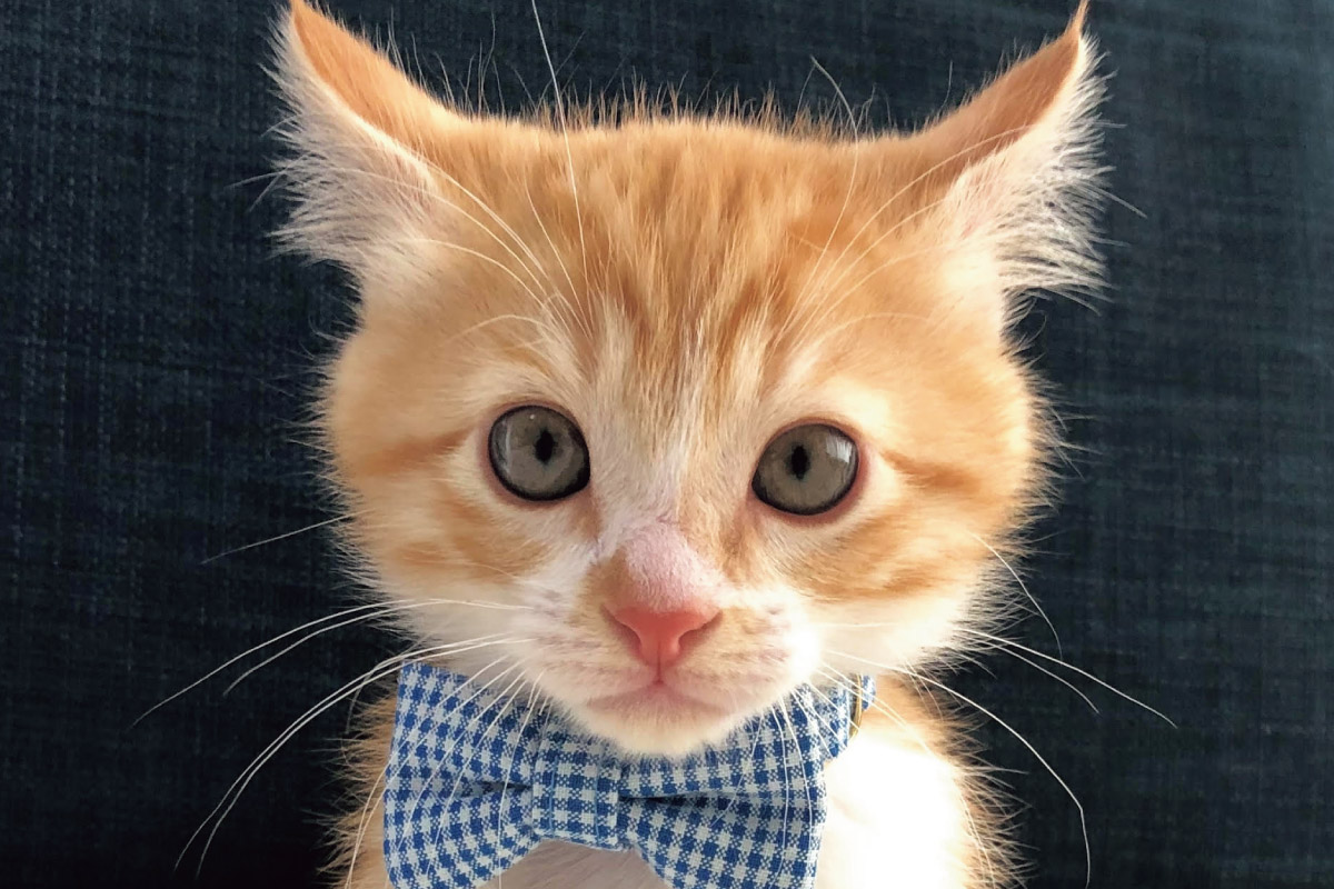 《読者プレゼント》人気の保護猫グッズ販売が期間限定で帰ってくる。阪急うめだ本店「ツンデレ男ルナさん」2月15日（土）～18日（火）開催