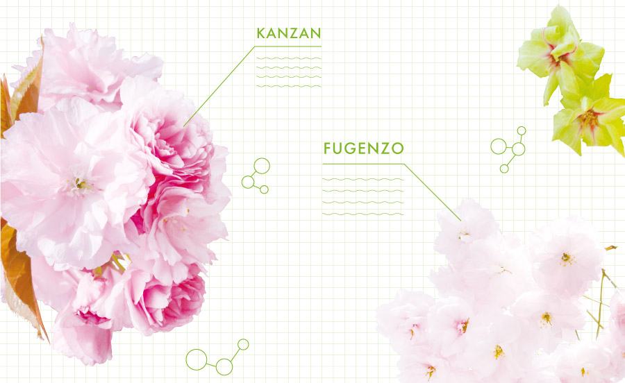 職人の手仕事と科学の力に迫る。桜の美しさをデザインする【TOKK2025年3月号】