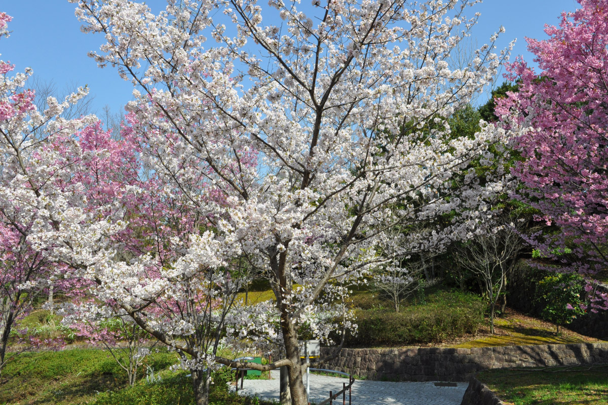 のせでん沿線の桜名所を歩くイベント、4月3日（木）開催！多田銀橋から北ひばりが丘公園・八阪神社へ