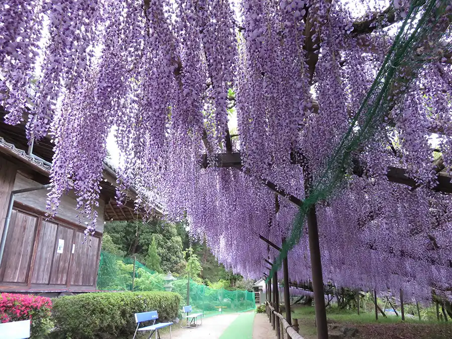 滋賀・正法寺の藤の花