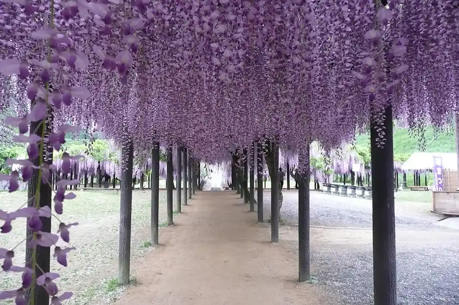 白井大町公園の藤と回廊