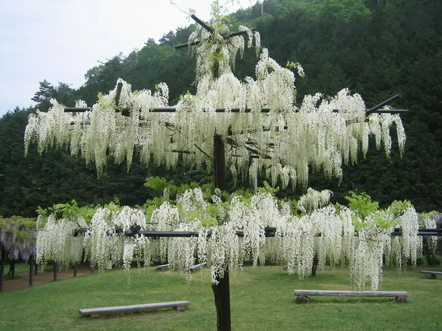 白井大町公園の白い藤