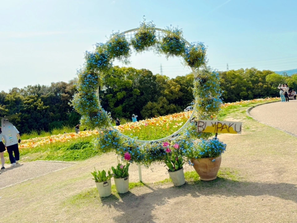 「万博記念公園」の「ポピー・ネモフィラフェスタ」花の丘