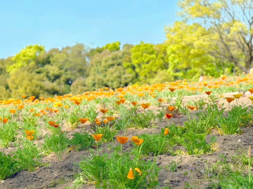 「万博記念公園」の「ポピー・ネモフィラフェスタ」ポピー