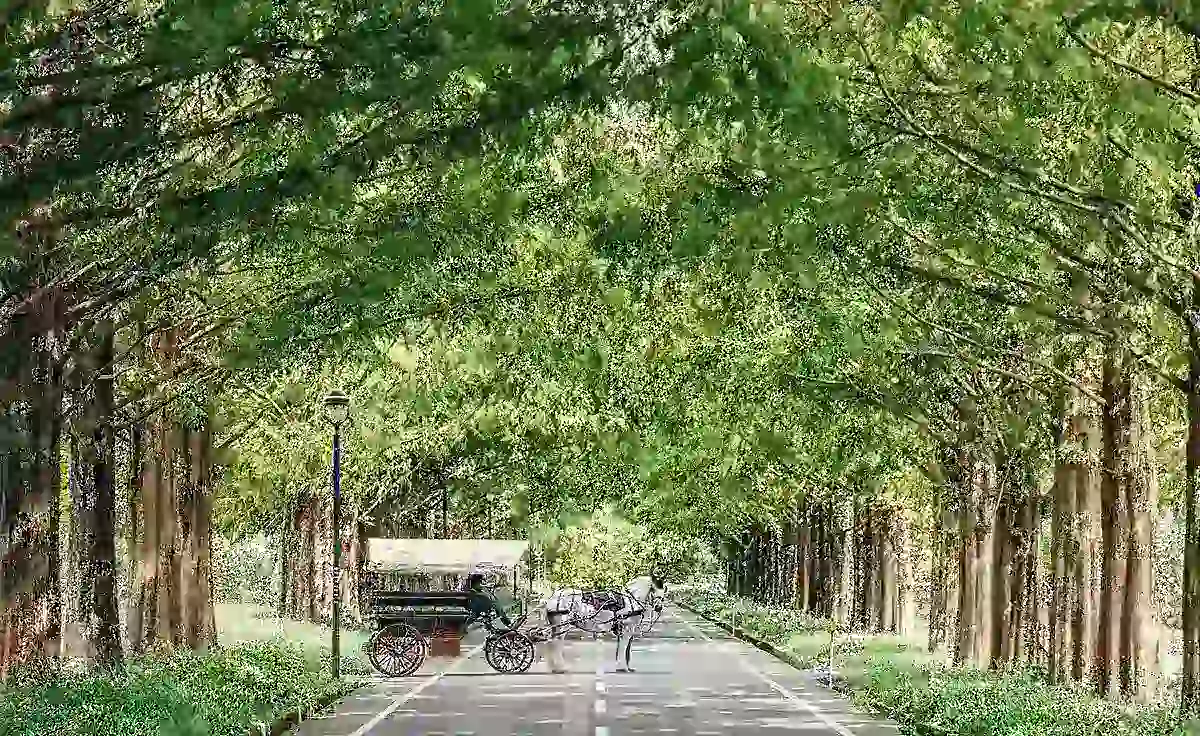 4/19滋賀県高島市に”馬に会える、ふれあえる”「メタセコイアと馬の森」グランドオープン！