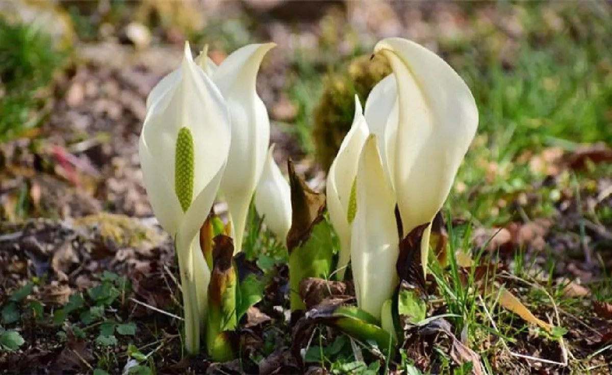 六甲高山植物園～春を告げる純白の花～「ミズバショウ」の群落が見頃です！