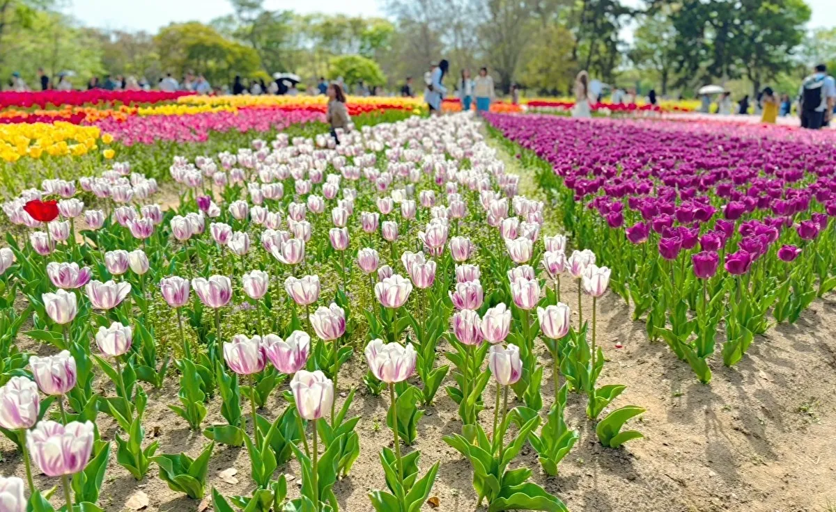お急ぎください！「万博記念公園」のチューリップがまもなく見ごろ終了